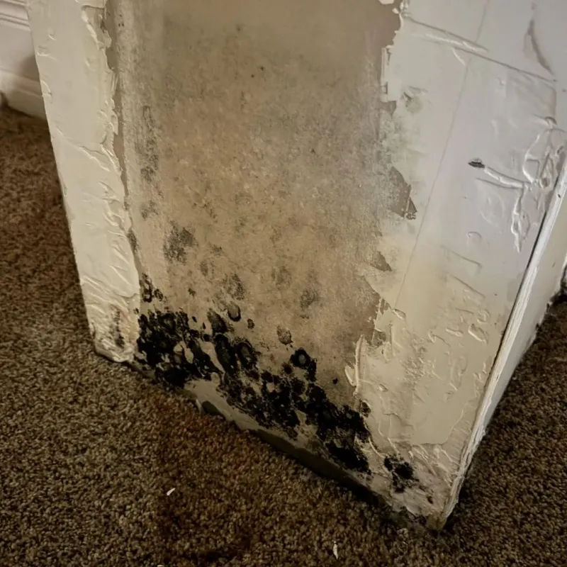 Professional Mold Removal in Church Hill, TN